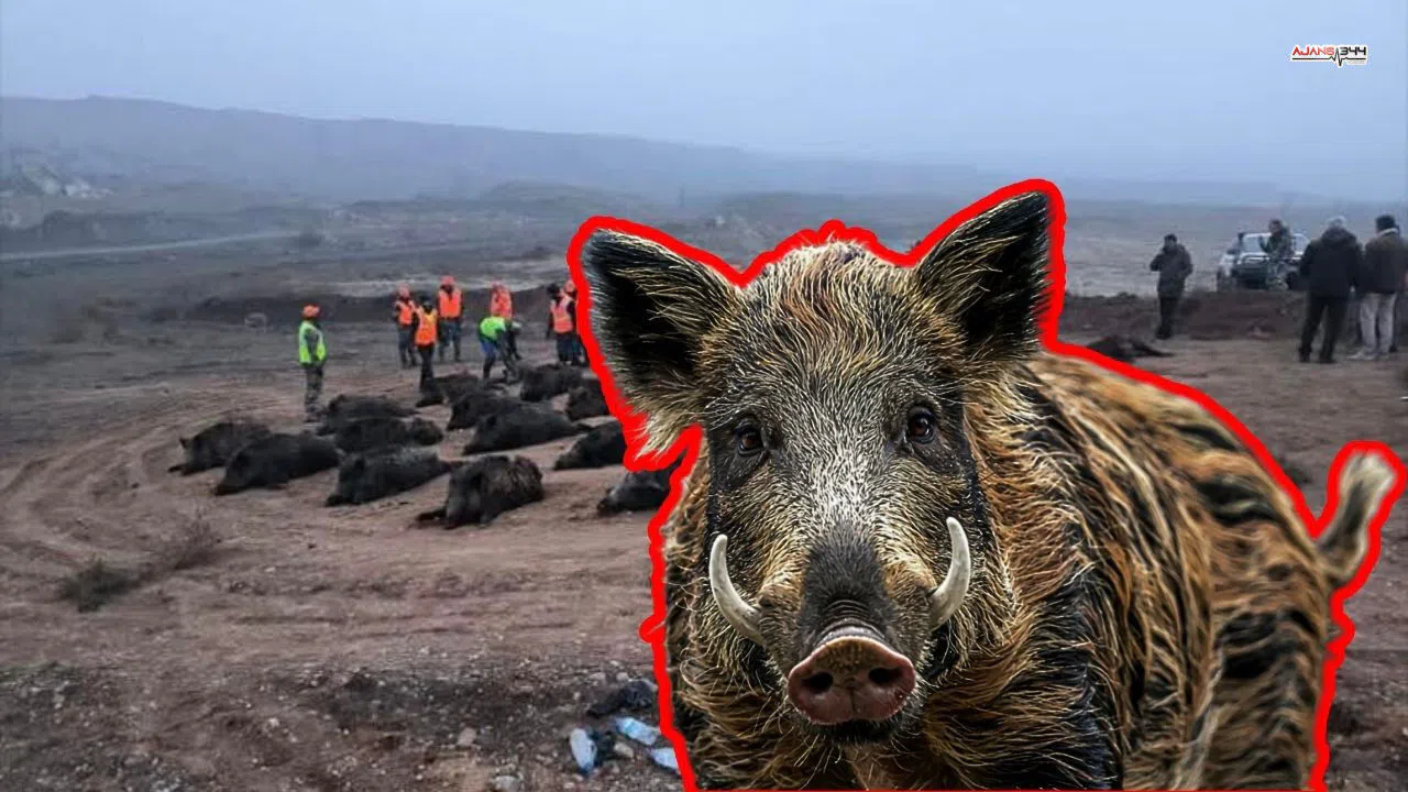 Kahramanmaraş’ta Tarla Baskınlarında 25 Yaban Domuzu Avlandı