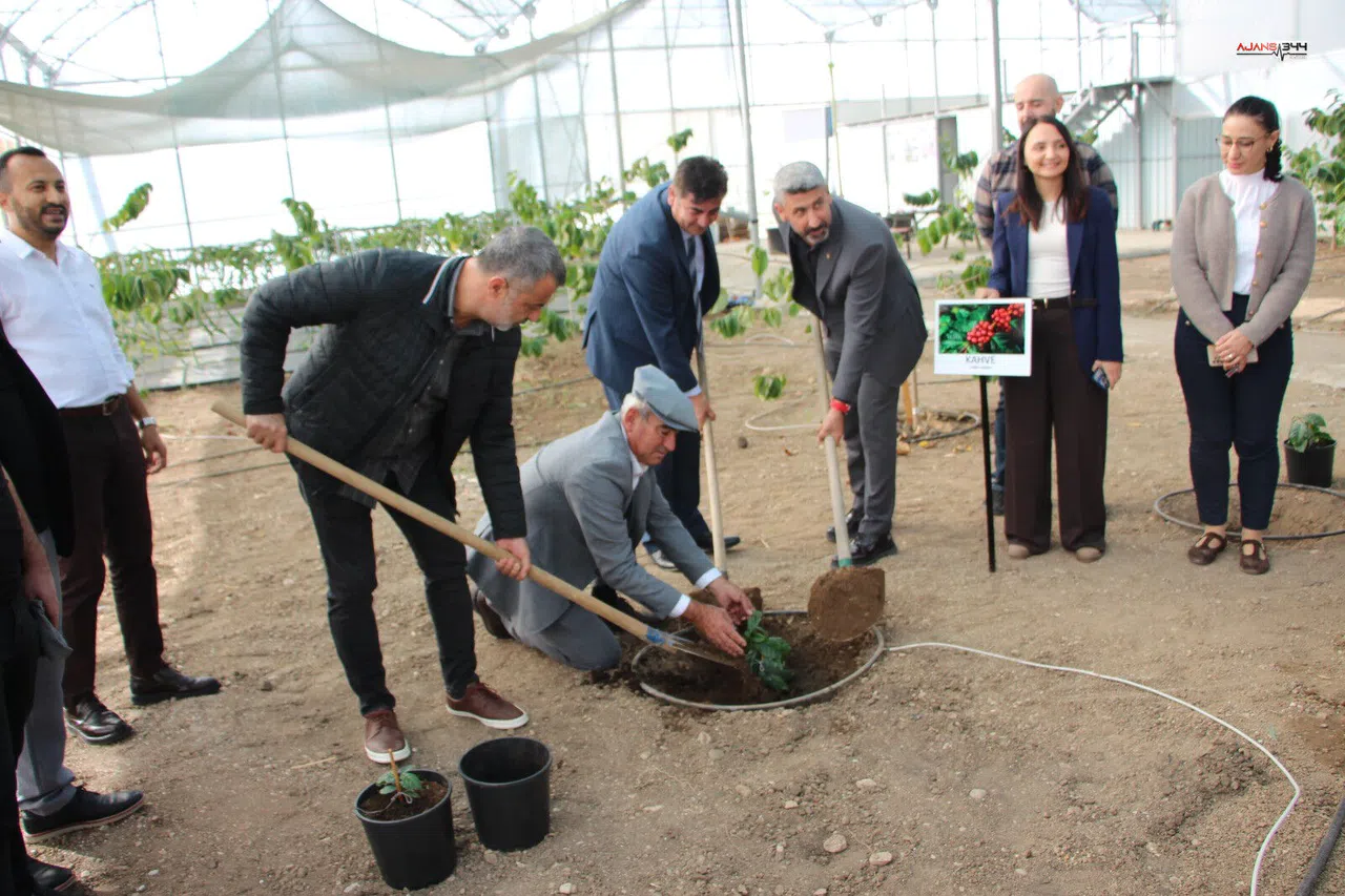 Kahve artık Türkiye’de üretilecek: Kumluca’da ilk fidanlar dikildi