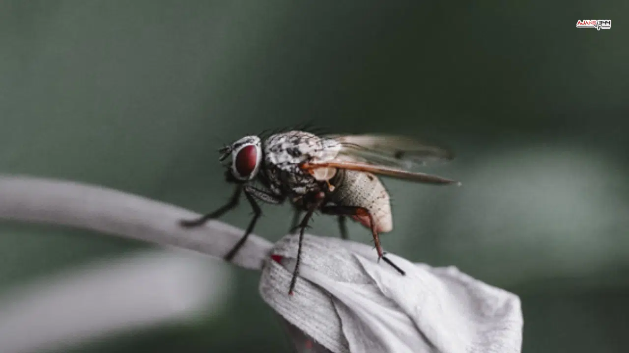 Karasinek İstilasına Uzman İsimden Uyarı