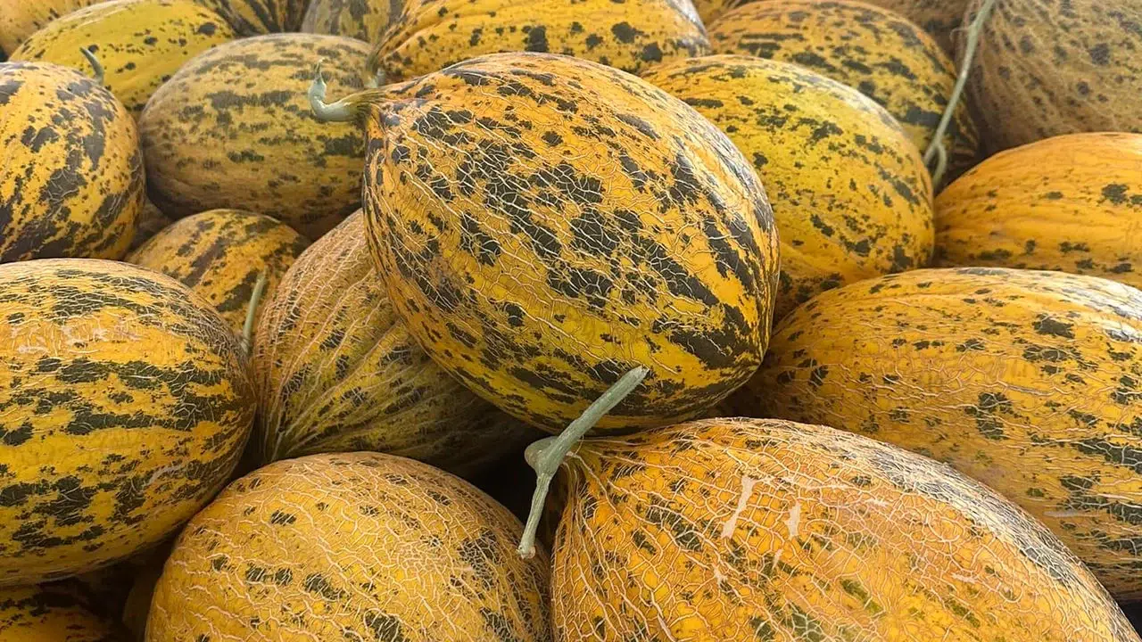 Kavunun bozulmasına son: Bu yöntemle haftalarca taze kalıyor