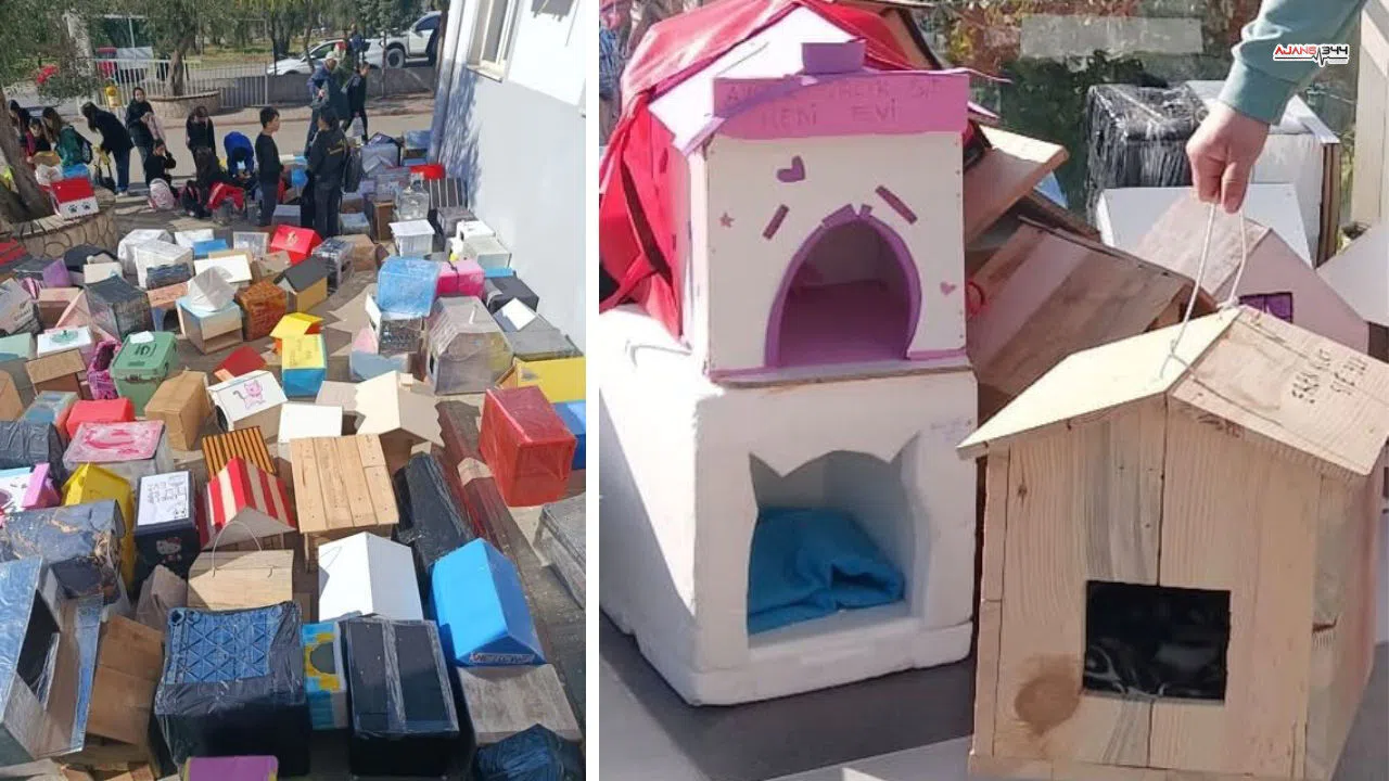 Kahramanmaraş'ta Öğretmen Sıfır Atık Projesiyle 500 Kediye Yuva Kazandırdı