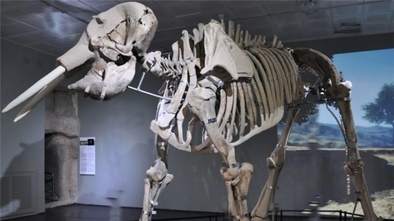 Kahramanmaraş Arkeoloji Müzesi'nde 30.000 Eserle Tarih Yolculuğu