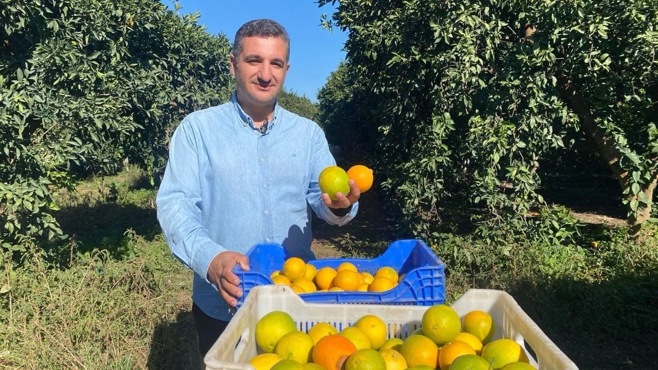 Antalya'da portakal sezonu başladı, 250 bin ton rekolte bekleniyor