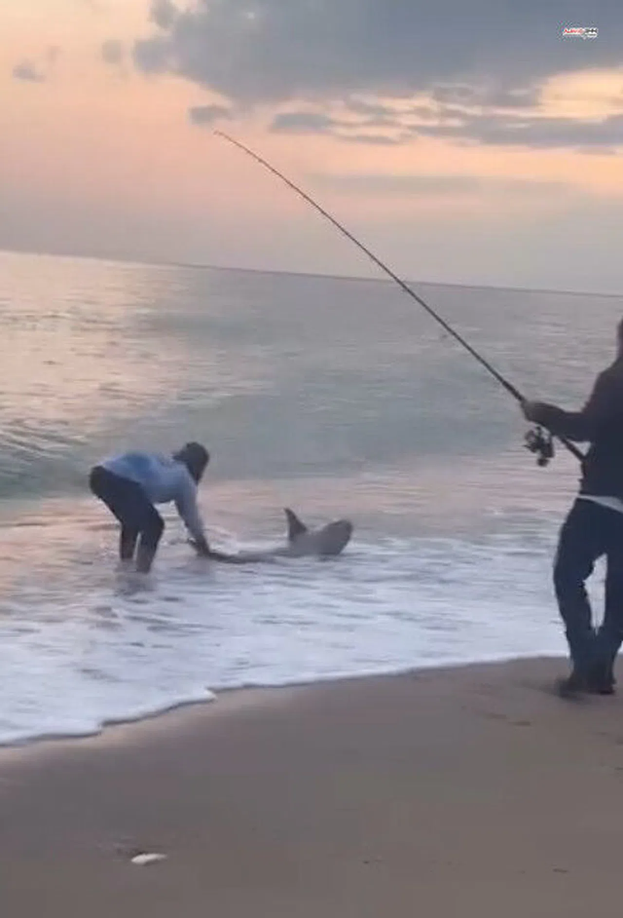 Oltaya Takılan Köpek Balığı Şaşırttı