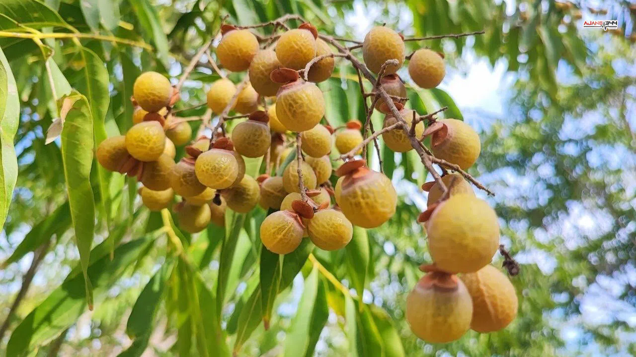 Bu ceviz yenmiyor ama deterjan yerine kullanılıyor