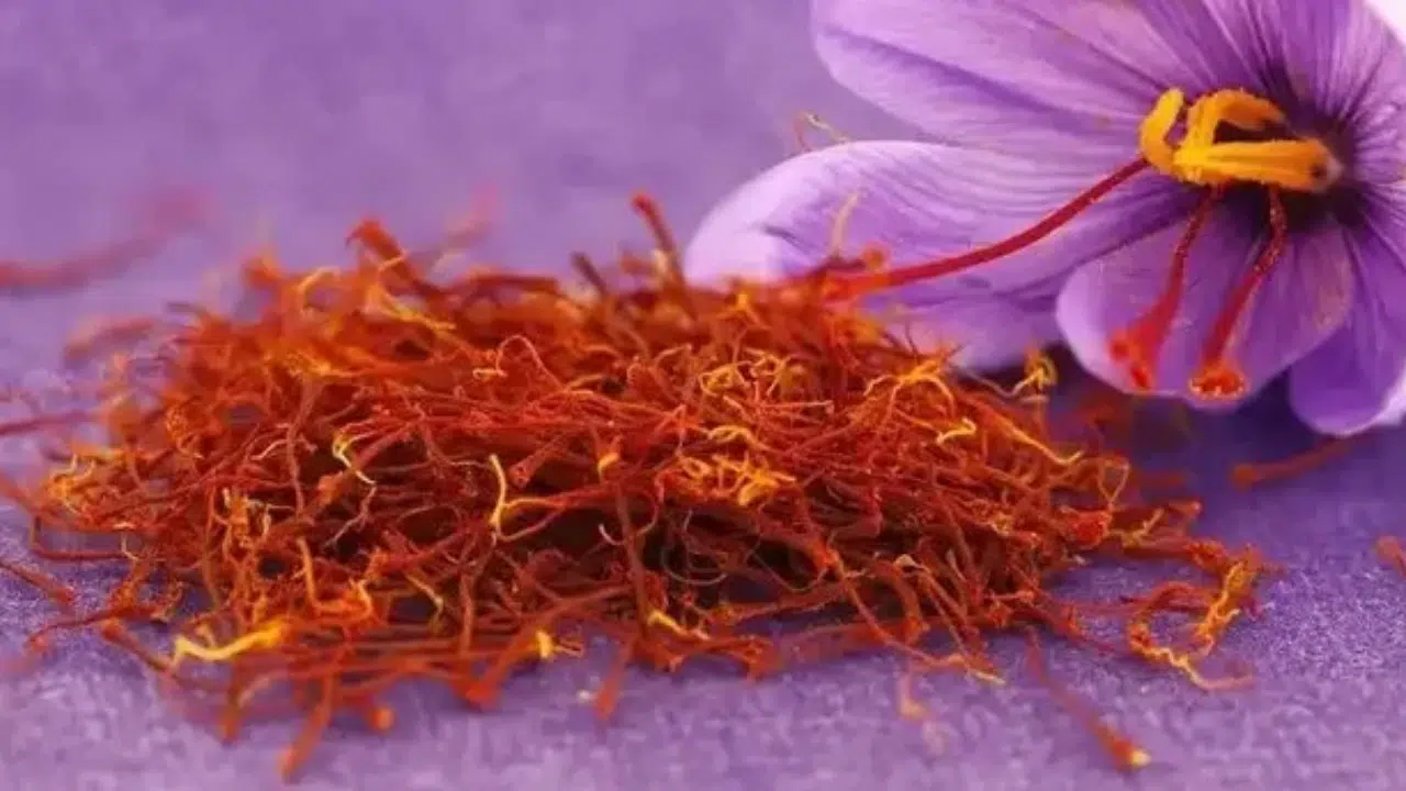 Tarlaya Bunu Eken Yaşadı Kilosu 600 Bin TL