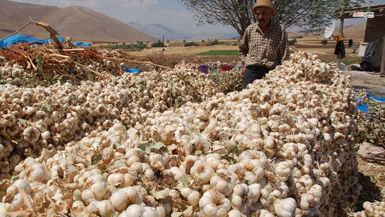 Kahramanmaraş’ın Doğal Antibiyotiği, Afşin Koçovası Sarımsağı