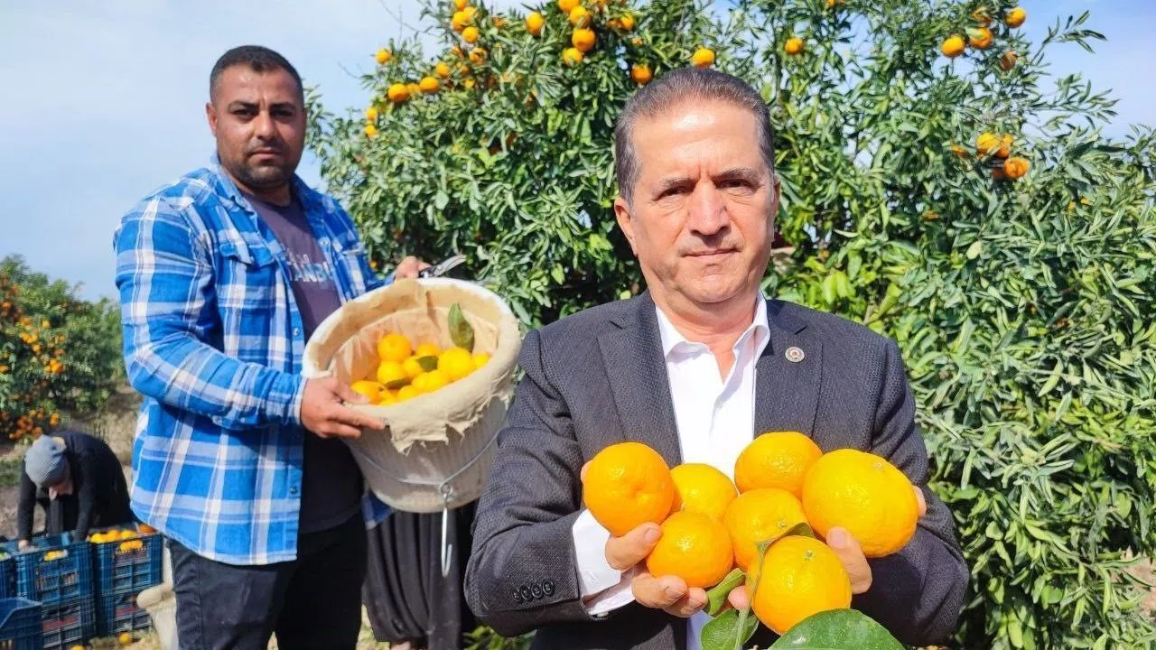 Tarım işçilerinin grevi mandalinayı dalında bıraktı: Kilosu 3 liraya kadar geriledi