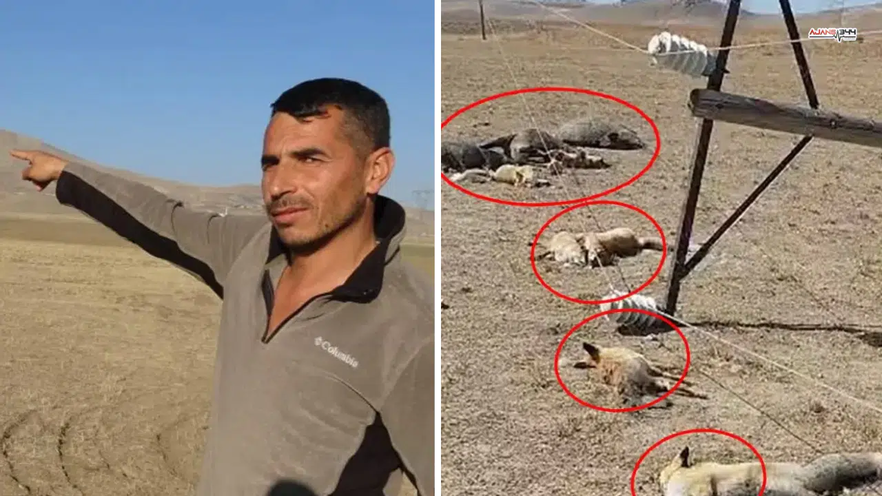 Elektrik Yüzünden Hayvanlar Telef Oldu