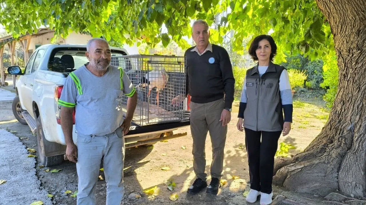 Dörtyol'da bulunan leylek tedavi altına alındı