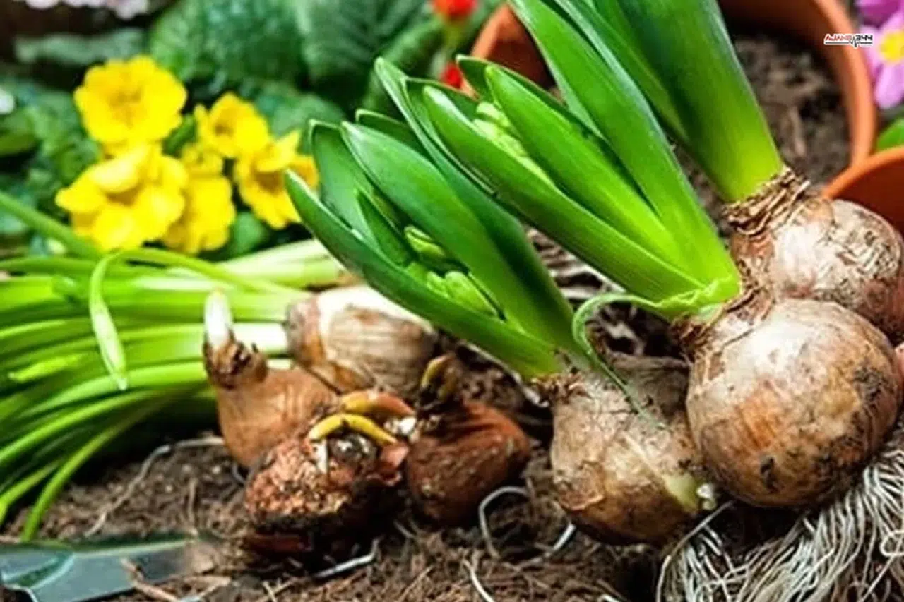 2026 yılı doğal çiçek soğanları ihracat listesi Resmi Gazete’de yayımlandı