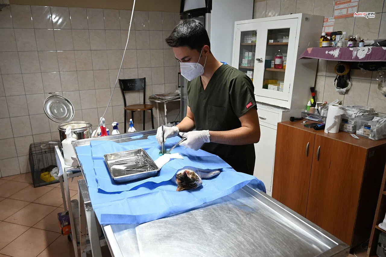 227 Sokak Hayvanı Kısırlaştırıldı ve Aşılandı
