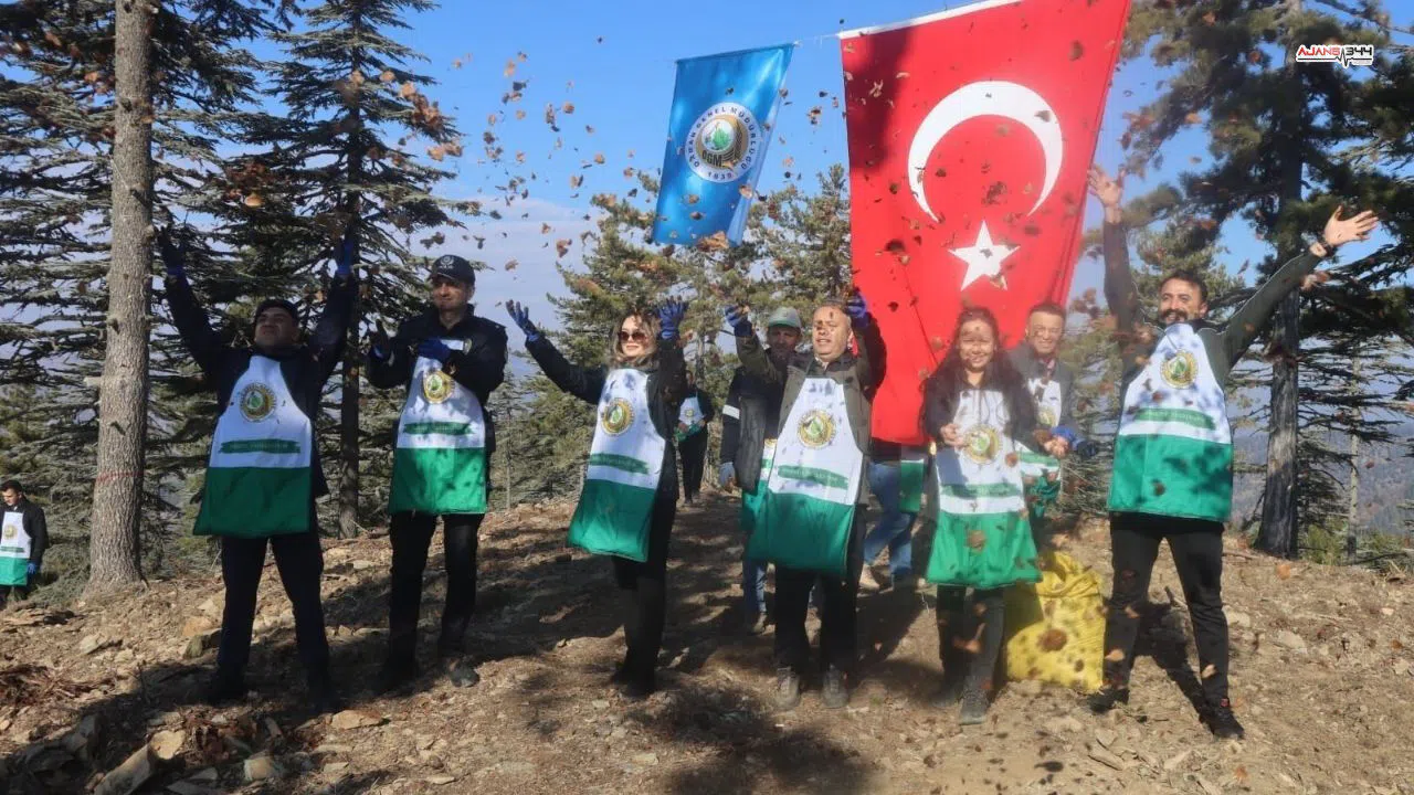 Bu yıl Feke'de 50 ton sedir tohumu ekildi