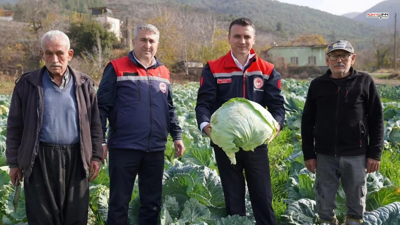 70 dönüm lahana tarlasında hasat zamanı