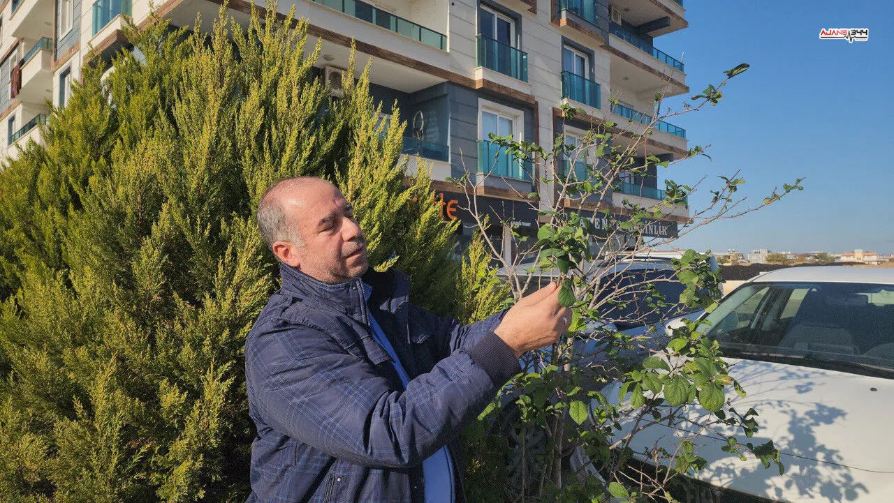 Aralık Ortasında Erik Şaşkınlığı