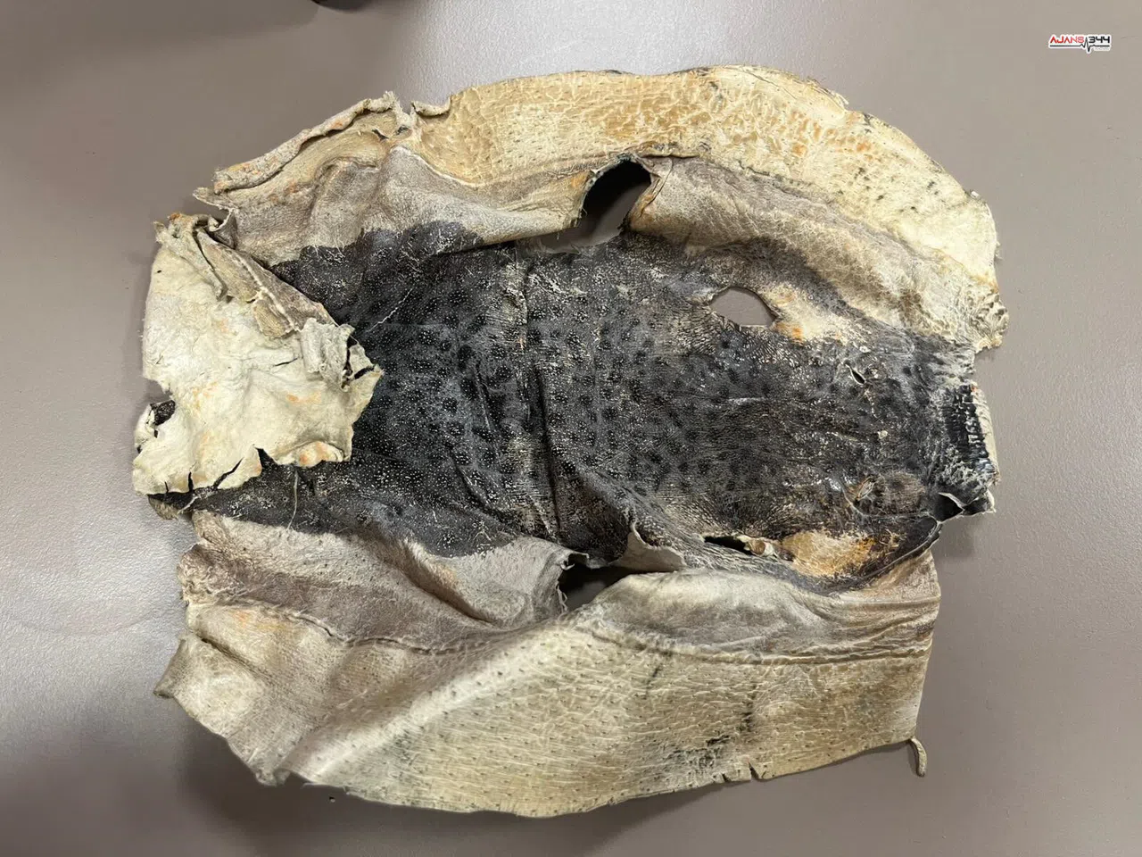 Balon Balığı Projesi Mahkemelik Oldu