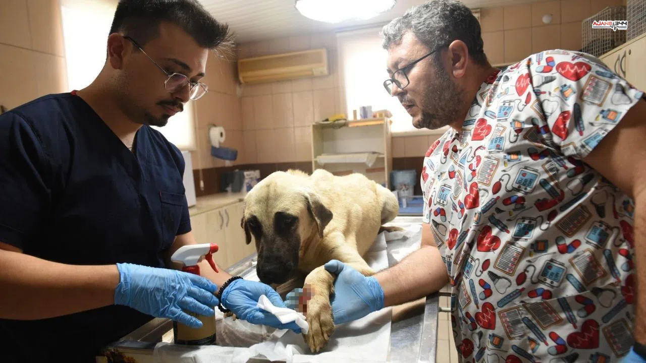 Saldırgan köpek ihbarına giden ekiplere yol ortasında bıçaklı saldırıya ugradı