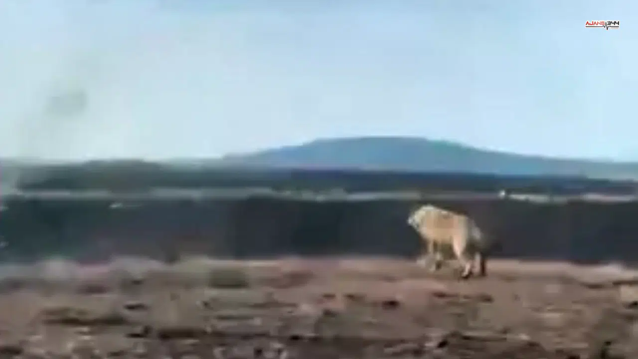 Bir çiftçi tarlasını sürerken alfa kurtla burun buruna geldi