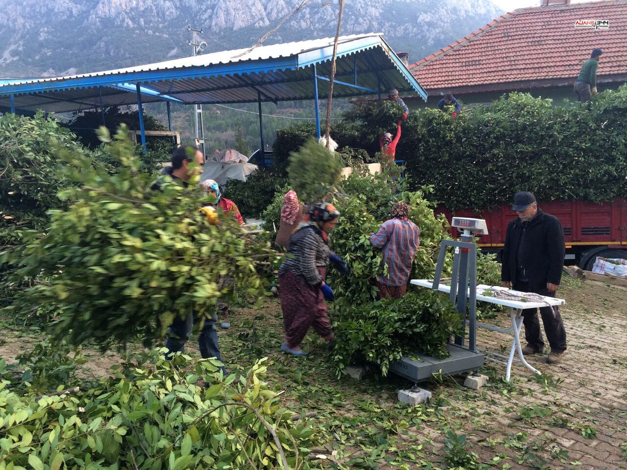 Defne Yaprağıyla Yüzlerce Aileye Gelir