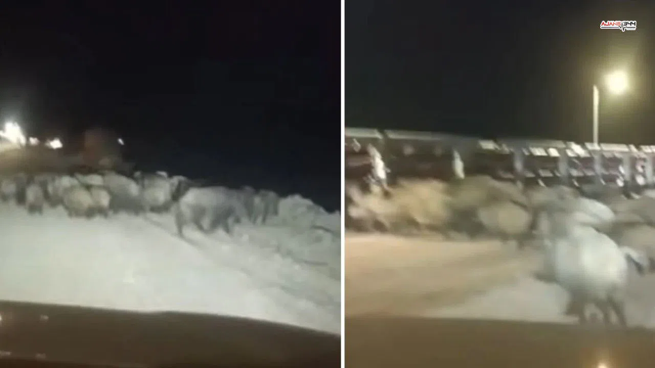 Kahramanmaraş'ta domuz sürüsü vatandaşları tedirgin etti