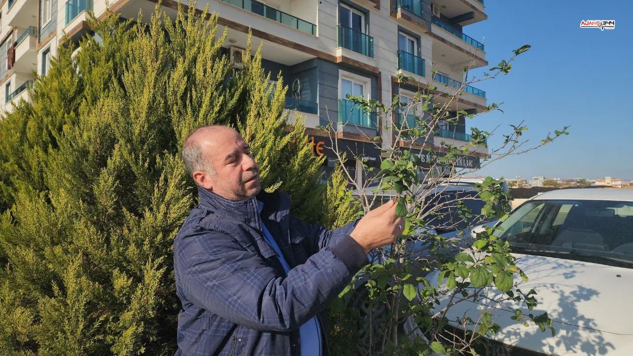 Mevsimler kaydı, aralıkta meyve veren erik ağacı şaşırttı
