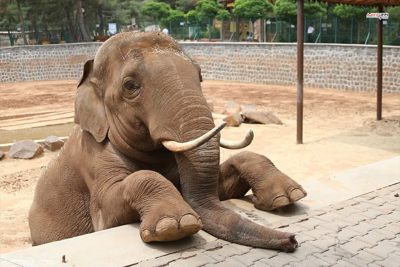 “Fil Gabi Öldü” İddiasına Şahin’den Yalanlama