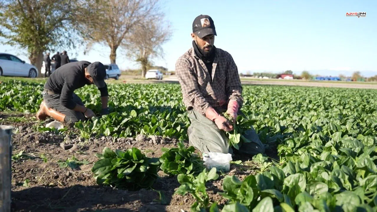 Çiftçiler Ispanak Hasadında Yoğun Mesaide