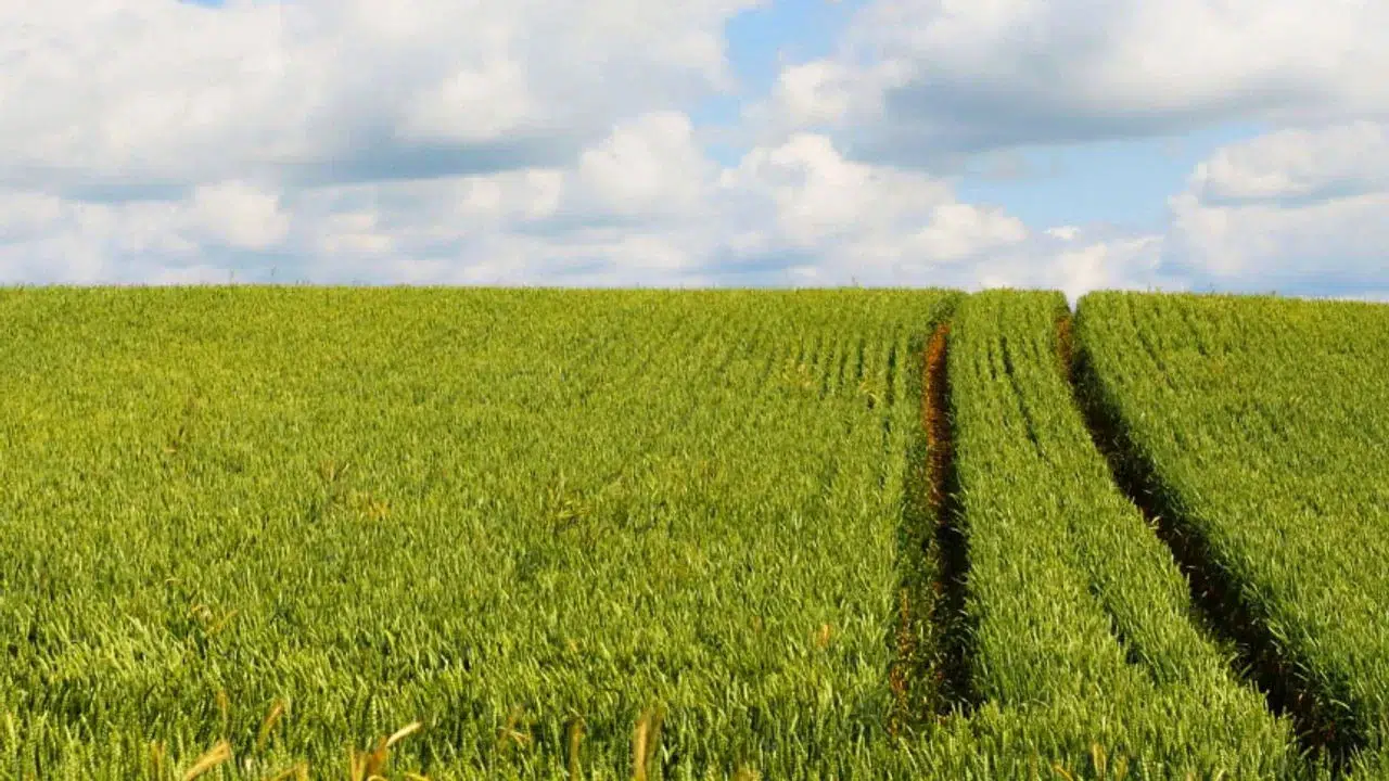 Kahramanmaraş'ta araba fiyatına tarla satılacak!