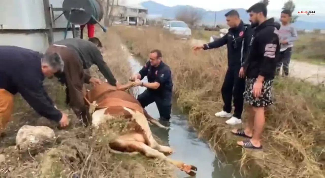 Kanala Düşen İnek 1 Saatte Kurtarıldı