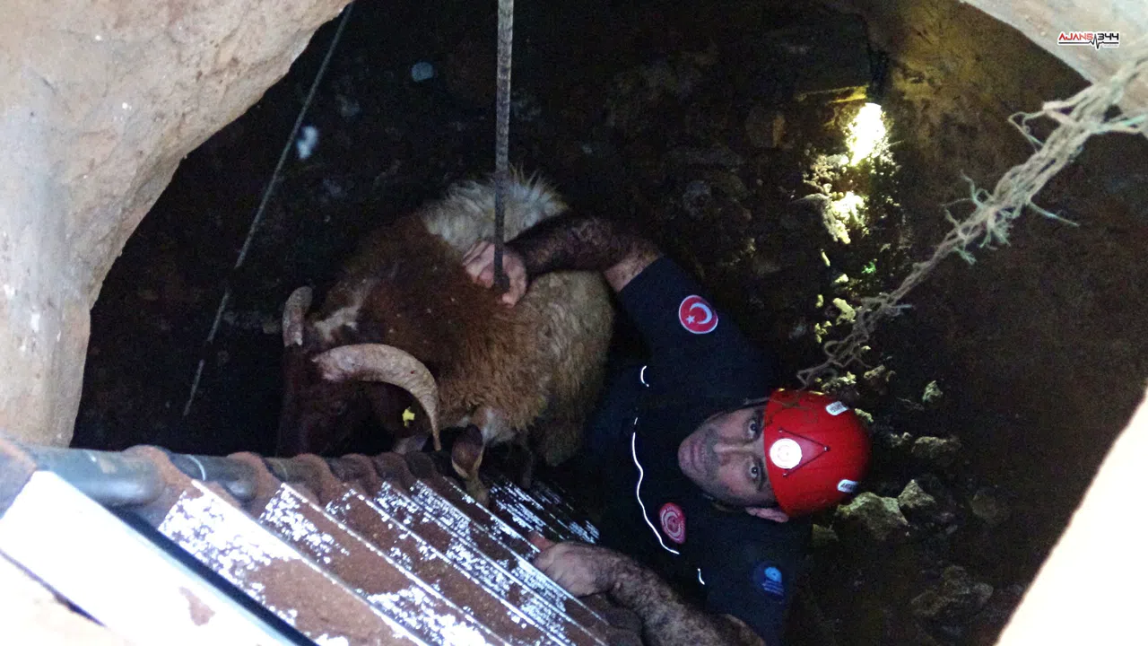 Kayıp Koyunlar Kuyudan Sağ Çıktı