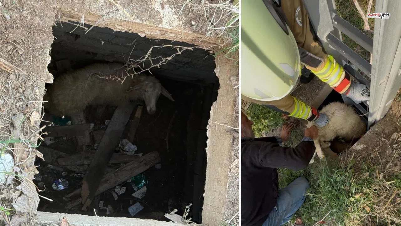 Kuyuya düşen koyun itfaiye ekipleri tarafından kurtarıldı