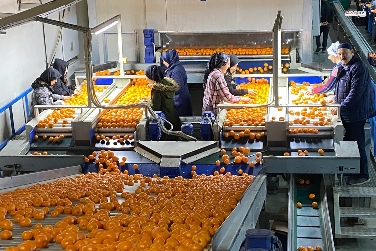 Mandalina İhracatı Rekorları Alt Üst Etti