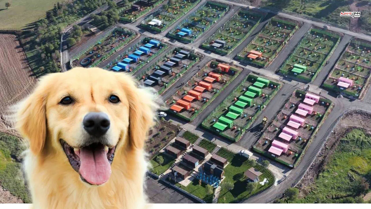 Kahramanmaraş Depreminden Kalan Konteynerler Sokak Hayvanlarına Yuva Yapıldı