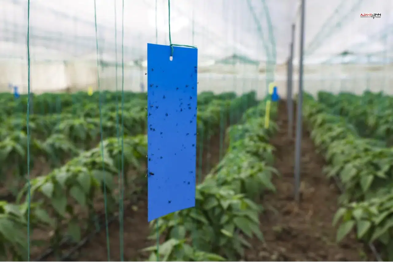 Mersin’de Çiftçiye Sera Desteği Sürüyor