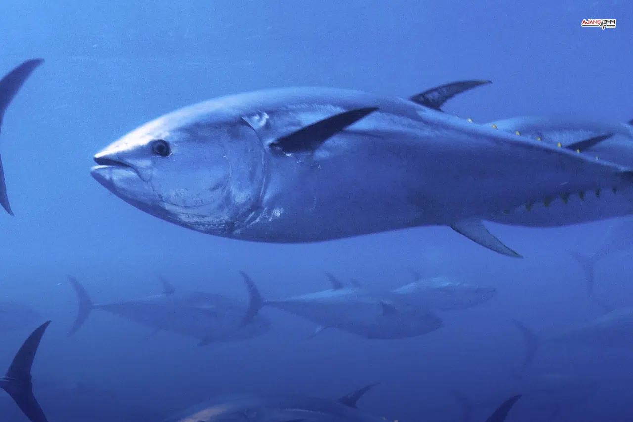 Mavi yüzgeçli orkinos kotası yüzde 20 arttı: Türkiye’ye 400 milyon TL ek gelir