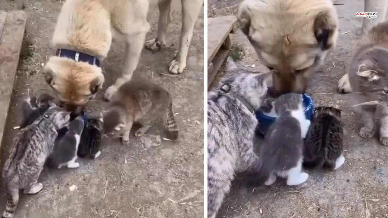 Kahramanmaraş'ta Köpeğin Sütünü Yavru Kedilerle Paylaşması Gündem Oldu