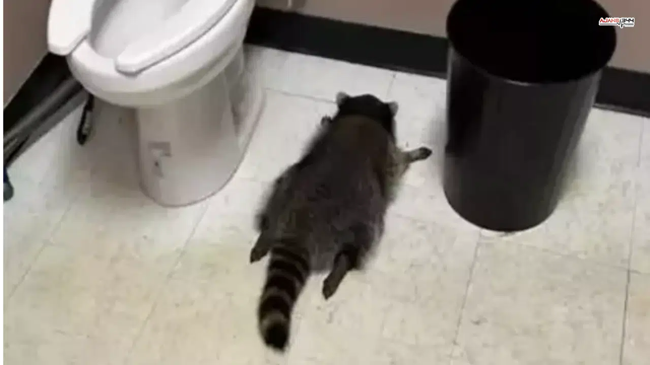 Sarhoş Rakun Dükkanı Talan Etti, Tuvalette Sızdı