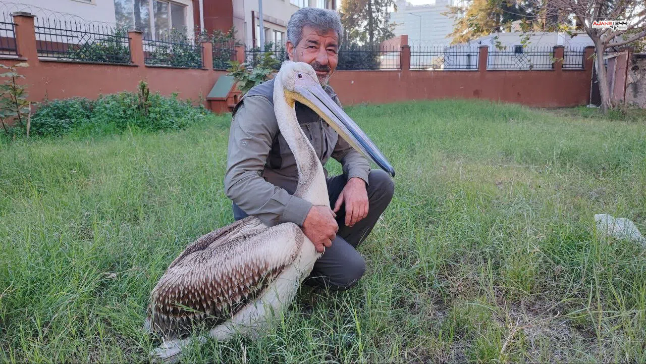 Yaralı Pelikanın Yürek Isıtan Dostluğu