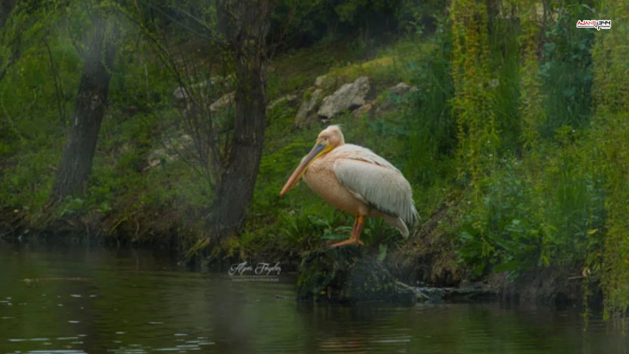 Yaralı Pelikanla Kurulan Sessiz Dostluk Yürekleri Isıttı