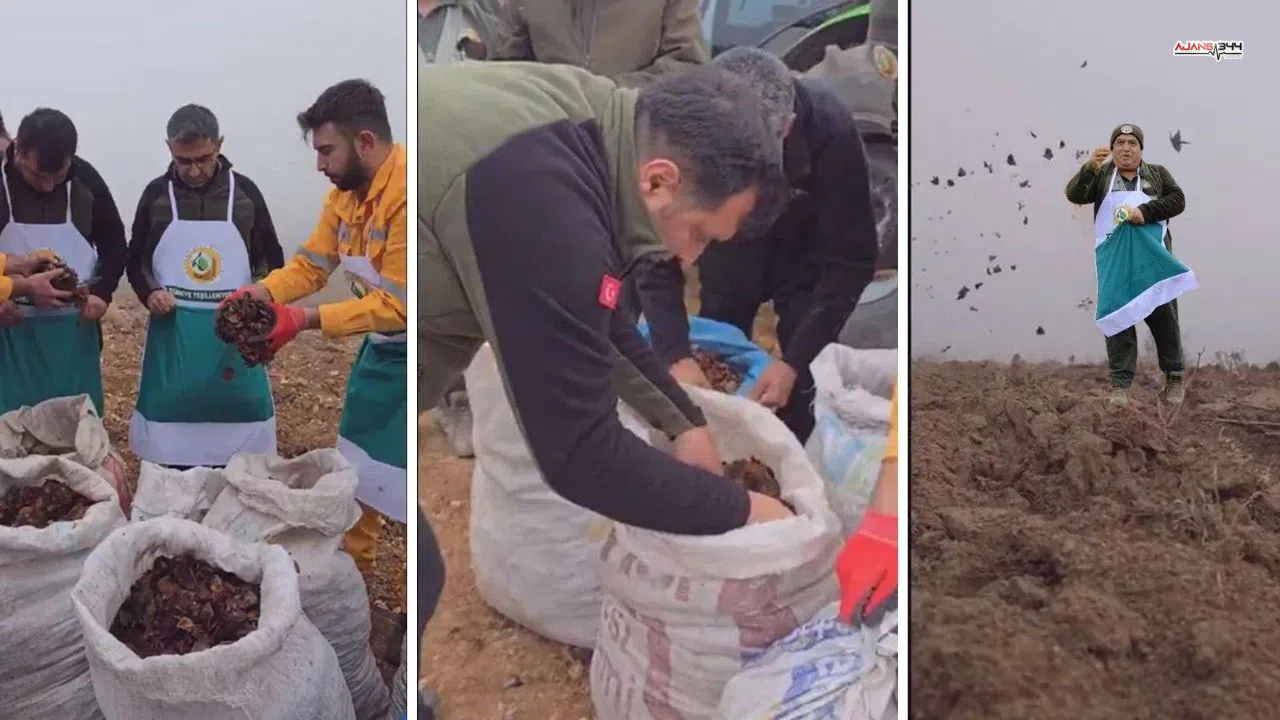 Kahramanmaraş’ta 110 Hektarlık Alana Sedir Tohumu Ekildi