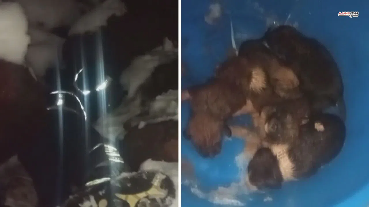Dondurucu soğukta mahsur kalan yavru köpeklere itfaiye ekiplerince kurtarıldı