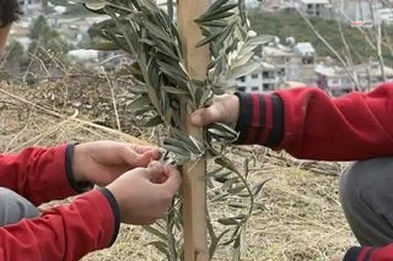 Okul bahçeleri zeytin bahçelerine dönüşüyor