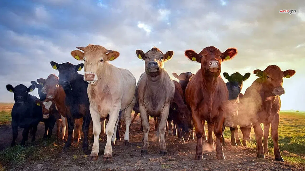 Kahramanmaraş'ta besilik hayvan besleyenlere iyi haber