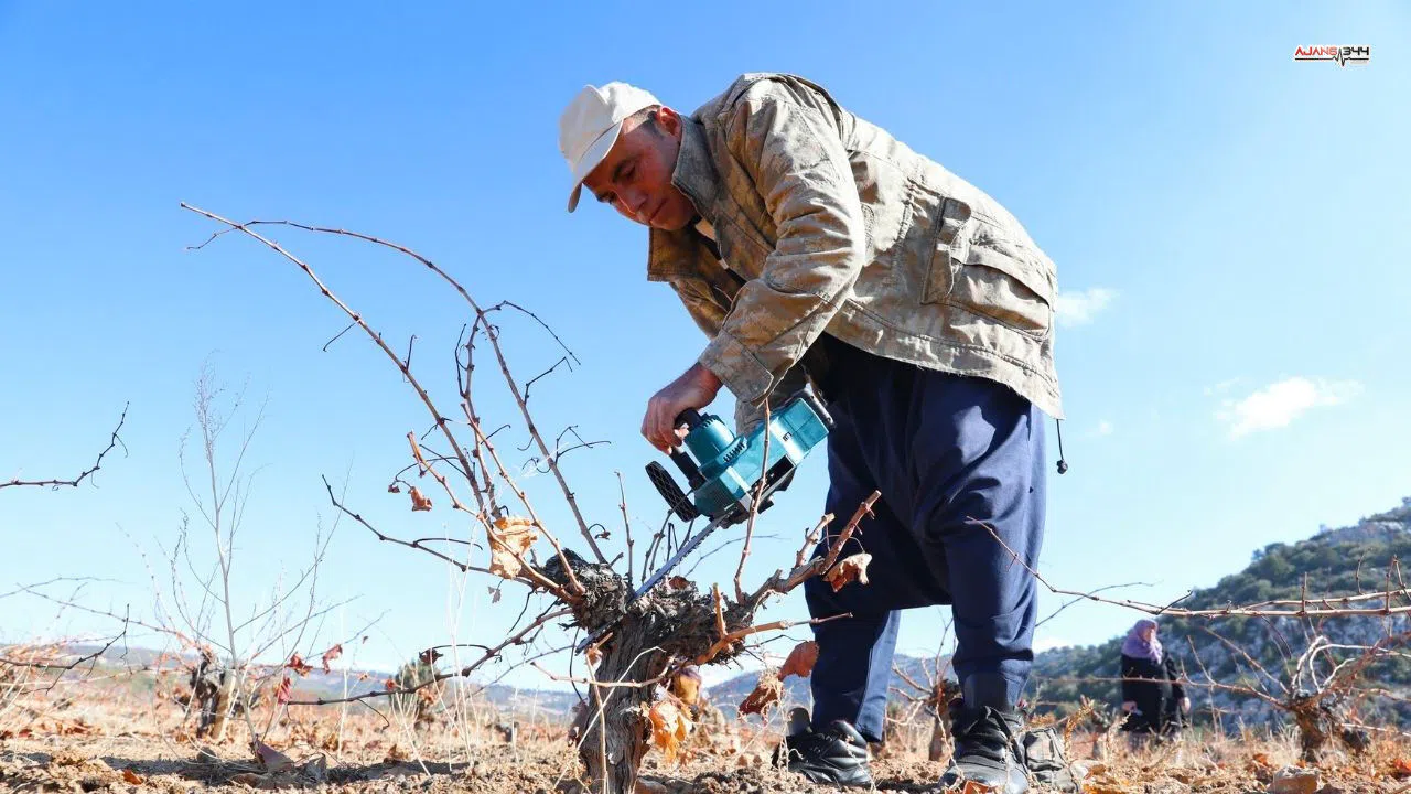 Büyükşehir belediyesi sayesinde 465 üretici organik tarım sertifikası aldı