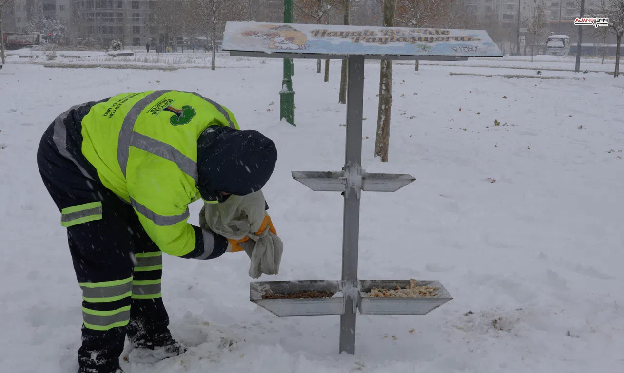 Şehitkamil Belediyesi sokak hayvanlarını yalnız bırakmadı