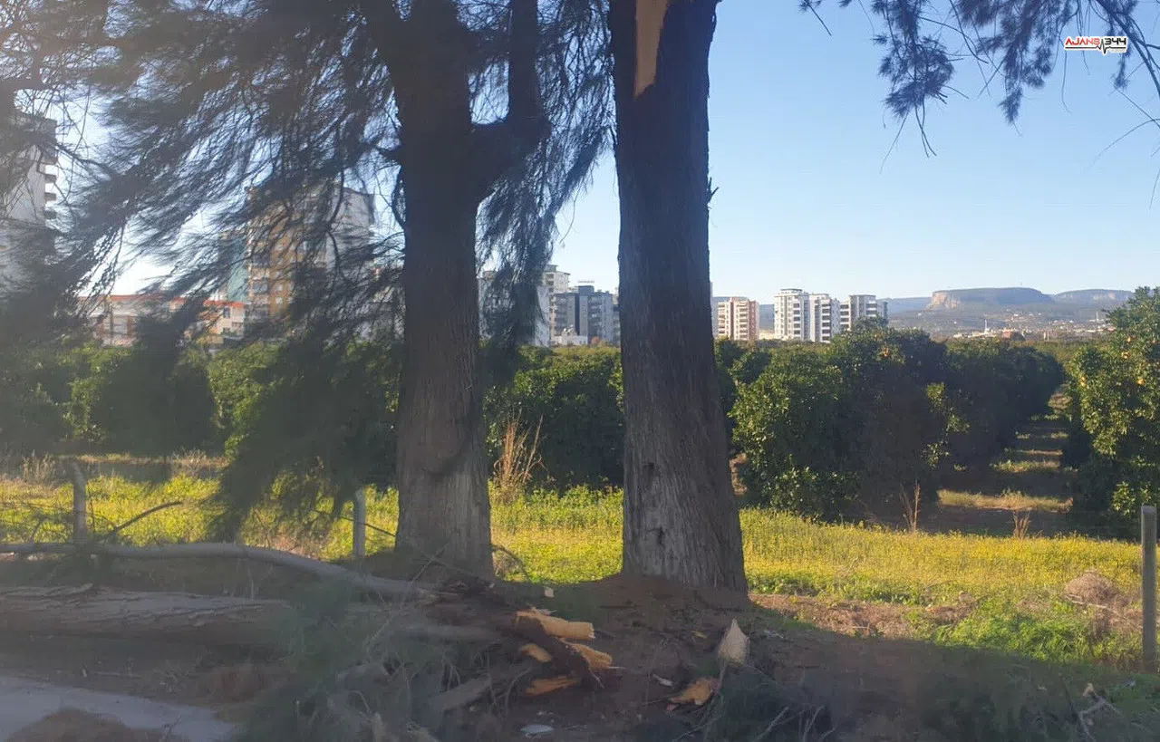 Şiddetli rüzgâr ağacı yola devirdi, ulaşım kontrollü sağlandı