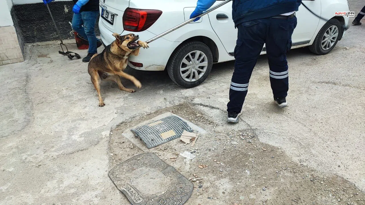 Sokak köpekleri nedeniyle mahalle sakinleri çocuklarını sokağa gönderemiyor