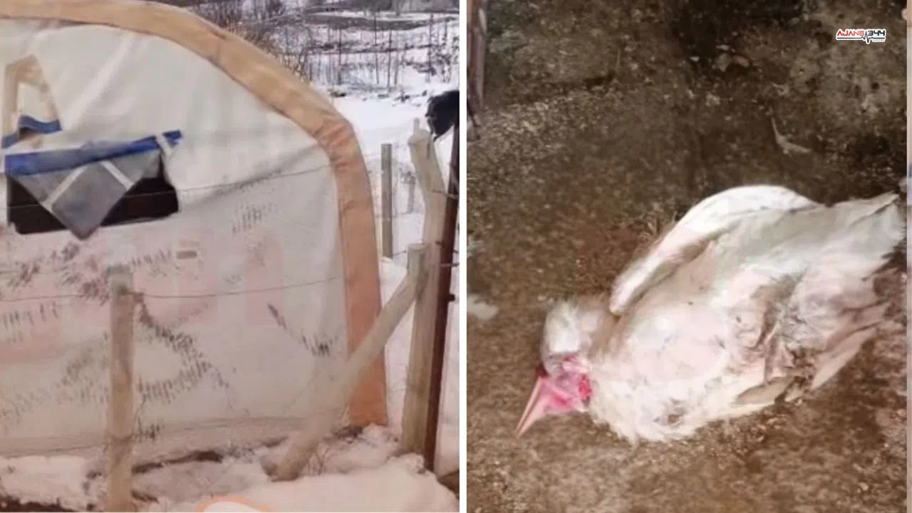 Yoğun Kar Dulkadiroğlu’nda Barınağı Çökertti,150 Tavuk Telef Oldu