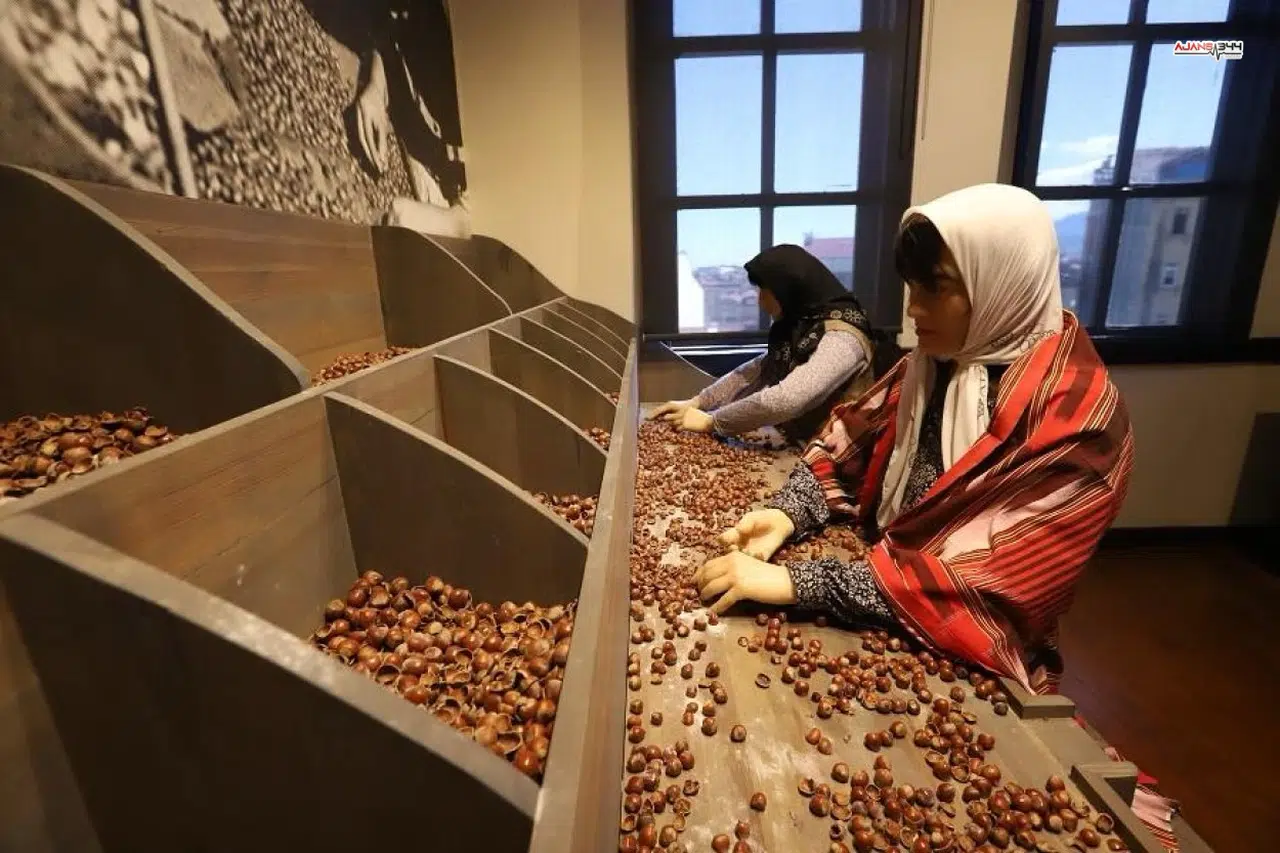 Türkiye’nin İlk Fındık Müzesi İlgi Görüyor!