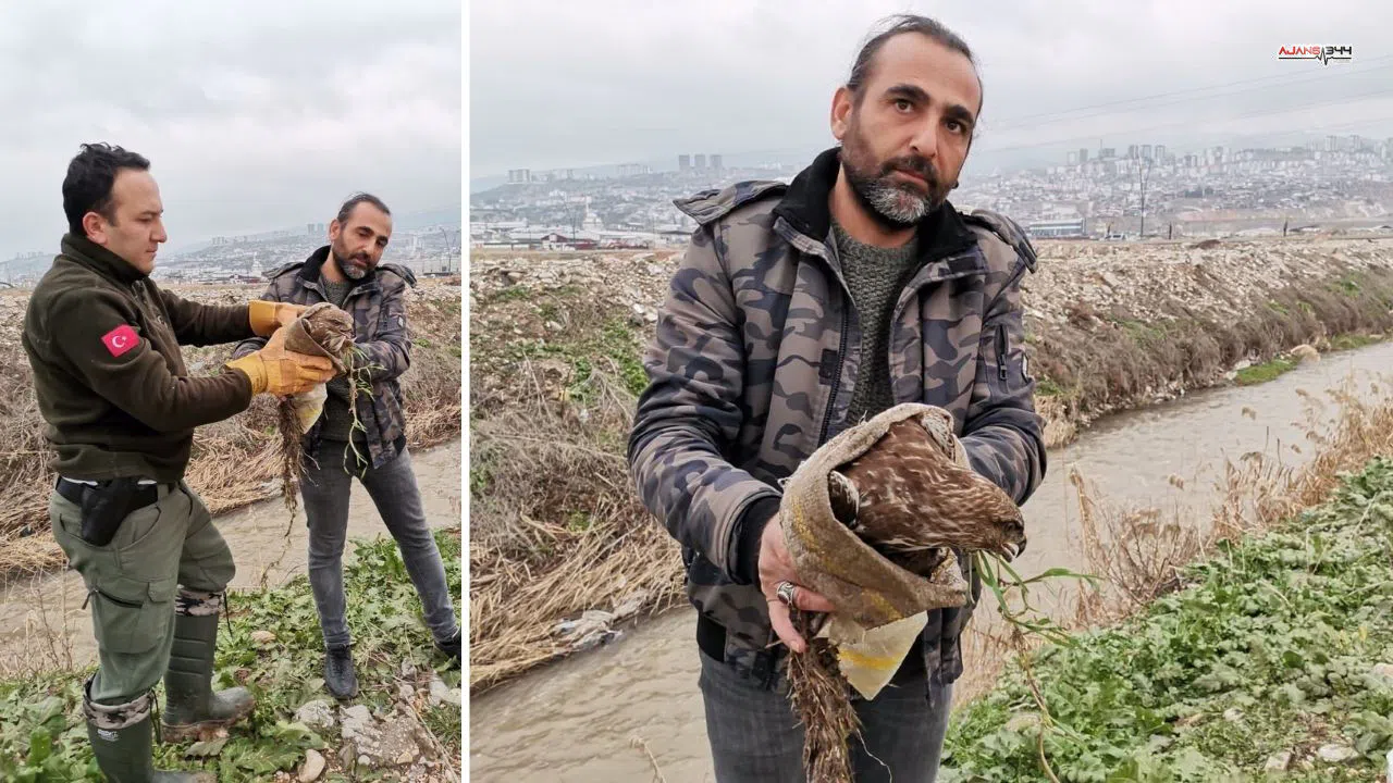 Kahramanmaraş'ta yaralı şahin bulundu, tedavi altına alındı